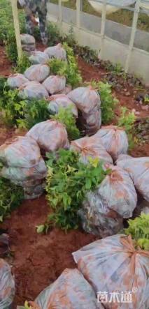 高度10厘米六道木