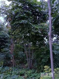 30公分丛生栾树