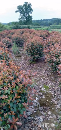 冠幅1200厘米红叶石楠球