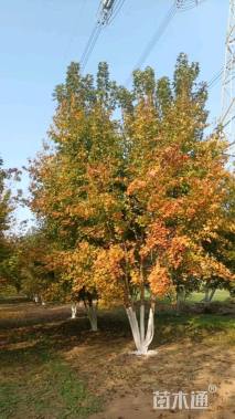 高度700厘米丛生五角枫