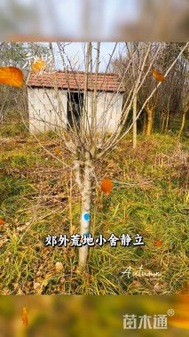 6公分西府海棠