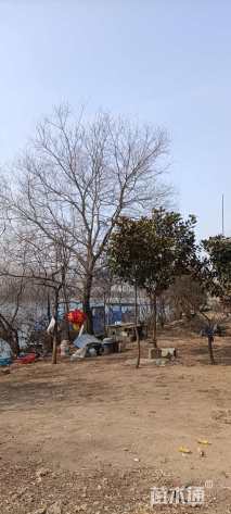 40公分乌桕
