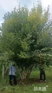 高度800厘米丛生河桦