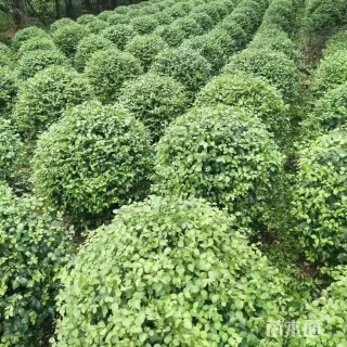 冠幅180厘米小叶女贞球