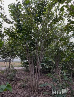 高度300厘米丛生紫荆