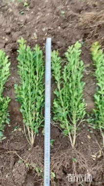 高度60厘米瓜子黄杨