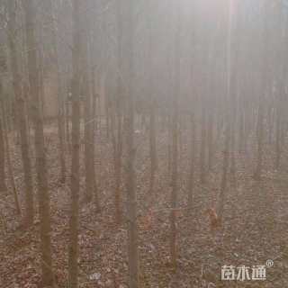 5公分枫香
