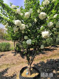 高度100厘米斗球