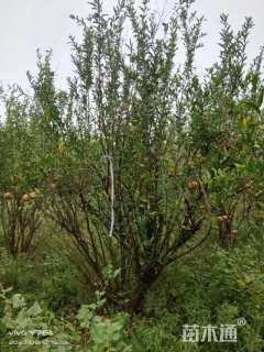 高度300厘米石榴