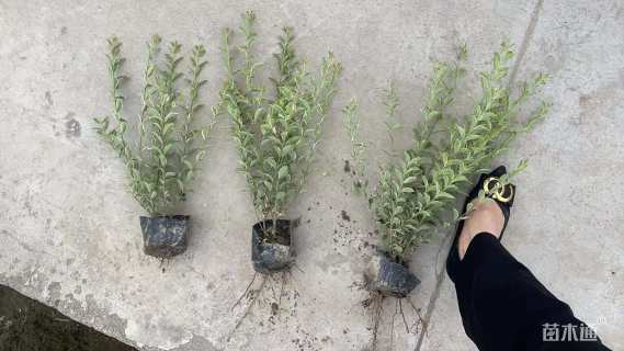 高度30厘米银姬小蜡