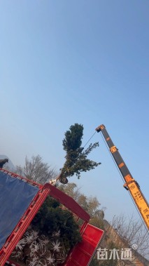 15公分罗汉松