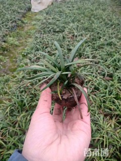 高度15厘米细叶麦冬草