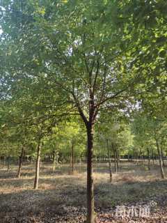 15公分香樟