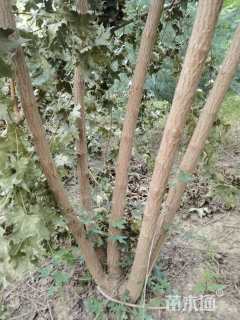 高度2000厘米丛生五角枫