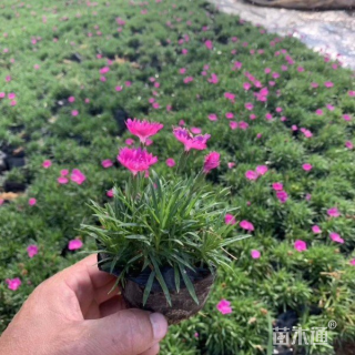 高度30厘米欧石竹