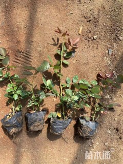 高度25厘米月季