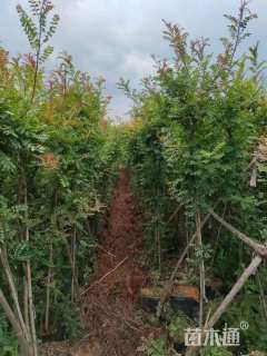 2公分清香木