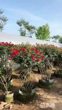 高度80厘米红帽月季