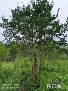 高度350厘米丛生紫薇