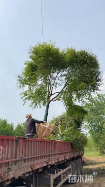 高度250厘米丛生石榴