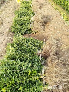 高度30厘米大叶黄杨