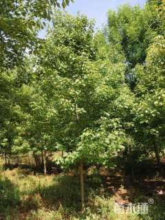 5公分美国红枫-红点