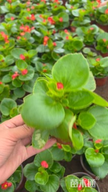 高度10厘米四季海棠