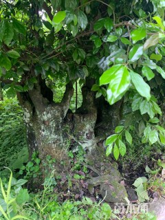 高度100厘米金弹子