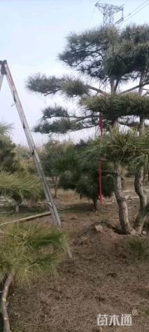 30公分造型油松