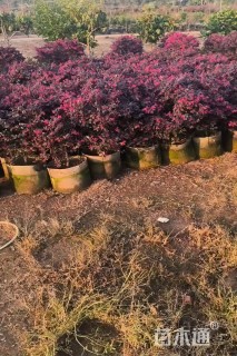 高度50厘米红花继木