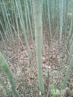 2公分栾树