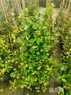 200厘米风车茉莉