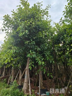 15公分高山榕