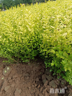 高度50厘米金叶女贞