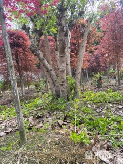 高度250厘米蜡梅