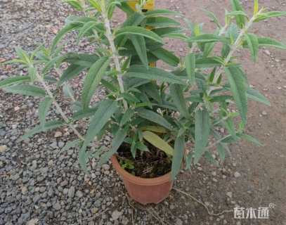 高度35厘米墨西哥鼠尾草