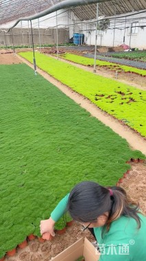 高度10厘米绿珊瑚