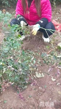 高度50厘米月季