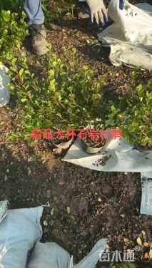 高度40厘米石岩杜鹃