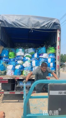 高度100厘米再力花