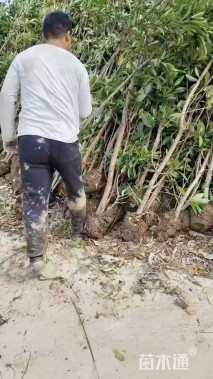 高度220厘米青珊瑚