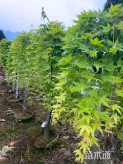 17公分红枫