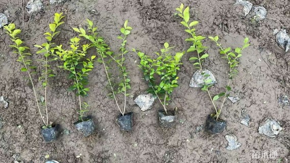 高度30厘米金叶女贞