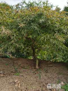 高度140厘米羽毛枫