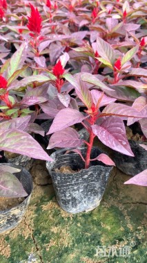 高度20厘米鸡冠花