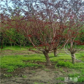 5公分红叶碧桃