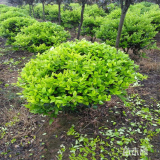 冠幅40厘米金森女贞球