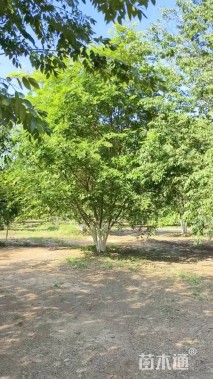 8公分(6杆)丛生榉树