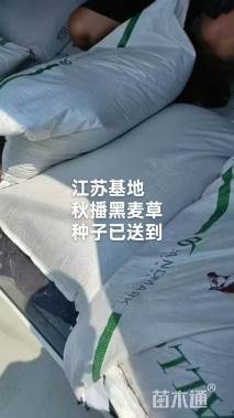 黑麦草种子