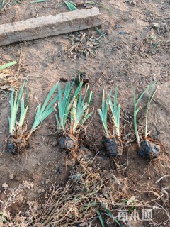 高度20厘米德国鸢尾